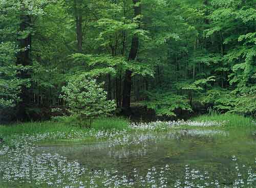 Naturschutzgebiet Plagefenn in der Schorfheide - Pfeilkraut in einer Waldlichtung