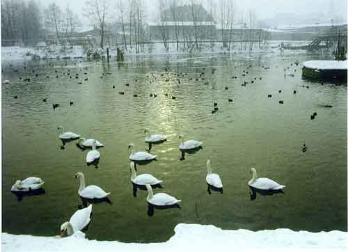 Hckerschwne auf dem Finowkanal an der Eberswalder Stadtschleuse