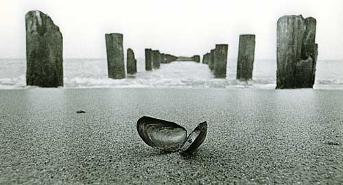 Groaufnahme einer Miesmuschelschale am Ostseestrand; im Hintergrund Buhnen